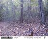 deer2 057.JPG
