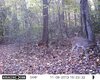 deer2 043.JPG
