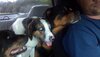 3 dogs.jpeg