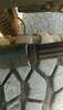 BROKEN FRT SHAFT 1.jpg