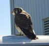 Resized_20160610_104048.jpg