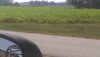 corn.jpg