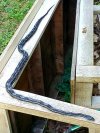 snake.jpg