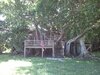 tree1.jpg