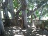 tree2.jpg
