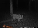 Coyote.JPG