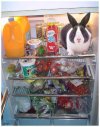 bunnyin refer.jpg