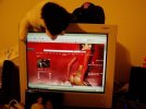 catporn.JPG