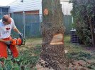 Pats tree22.jpg