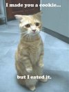 cat3.jpg