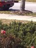 snake in the bushes.JPG