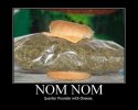 nom nom.jpg