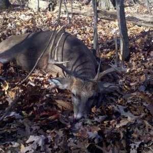 2011 deer.jpg