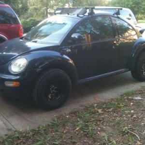 lifted beetle.jpg