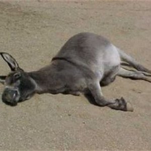 Fatal Ass Hurt.png.jpg