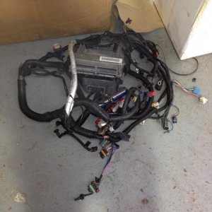 LS1 harness.jpg