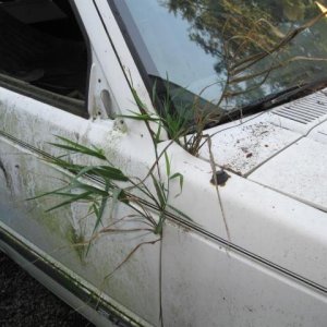 elbe hills aug 30th 09 071.jpg