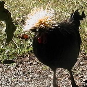 rooster.JPG