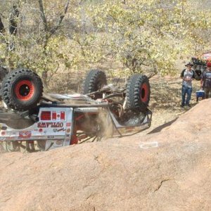 Moegatle Turtle up.jpg