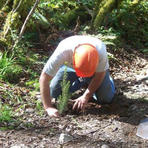 NoWires Planting a new Tree.JPG