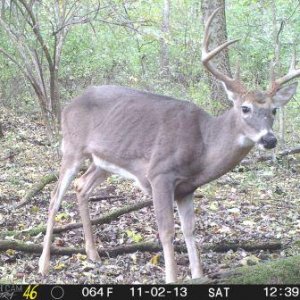 trail cam 10pt.jpg