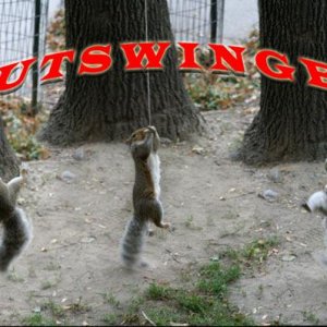 nutswinger.jpg