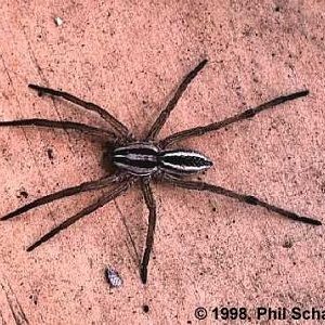 wolf-spider1.jpg